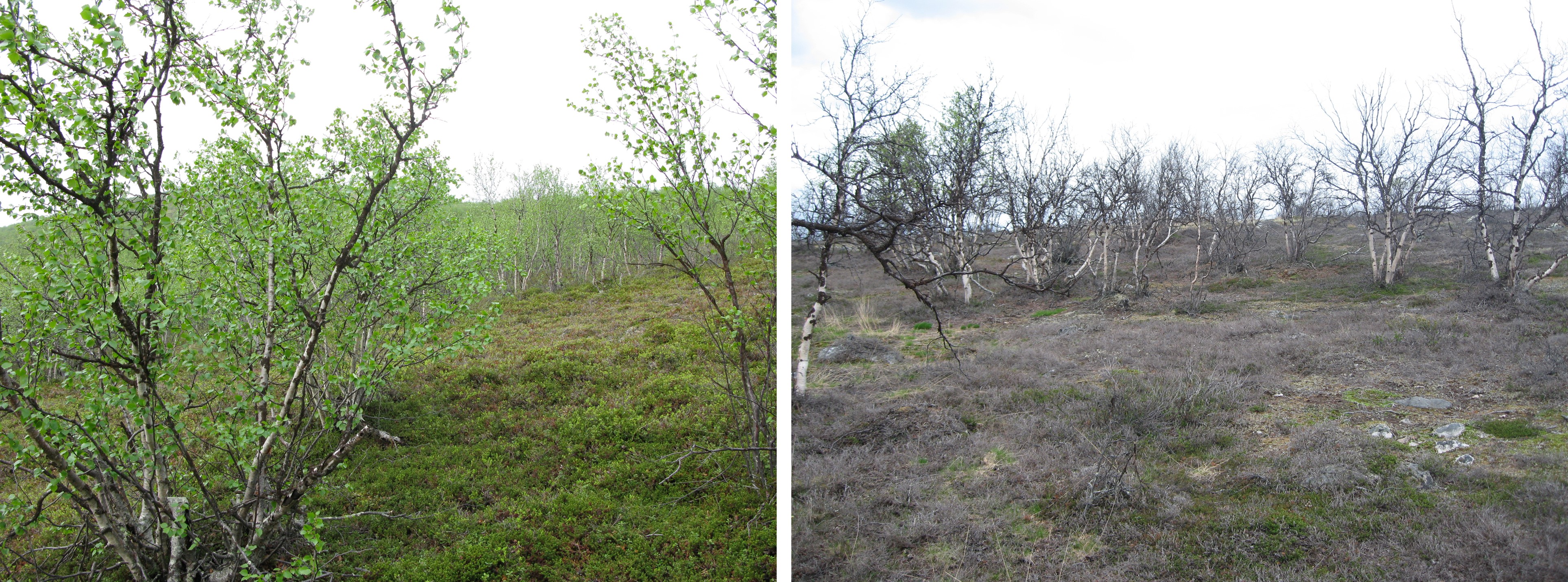 Photos illustrate the stations from undamaged (left) and defoliated (right) forests. Photo: Ole Petter Laksforsmo Vindstad